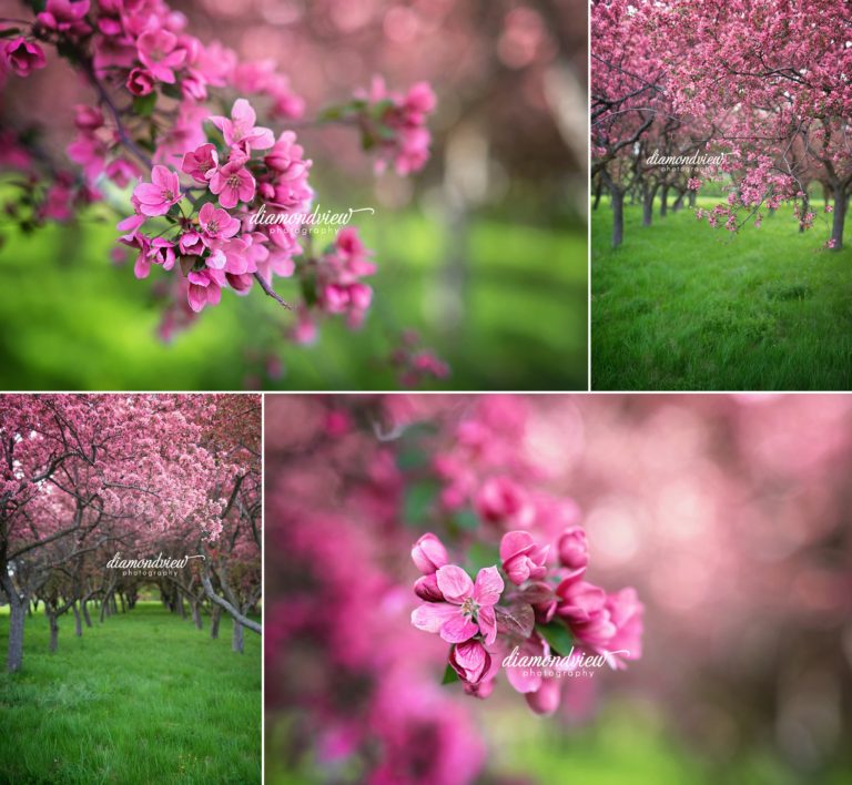 Ottawa Family Photographer | Spring Cherry Blossoms