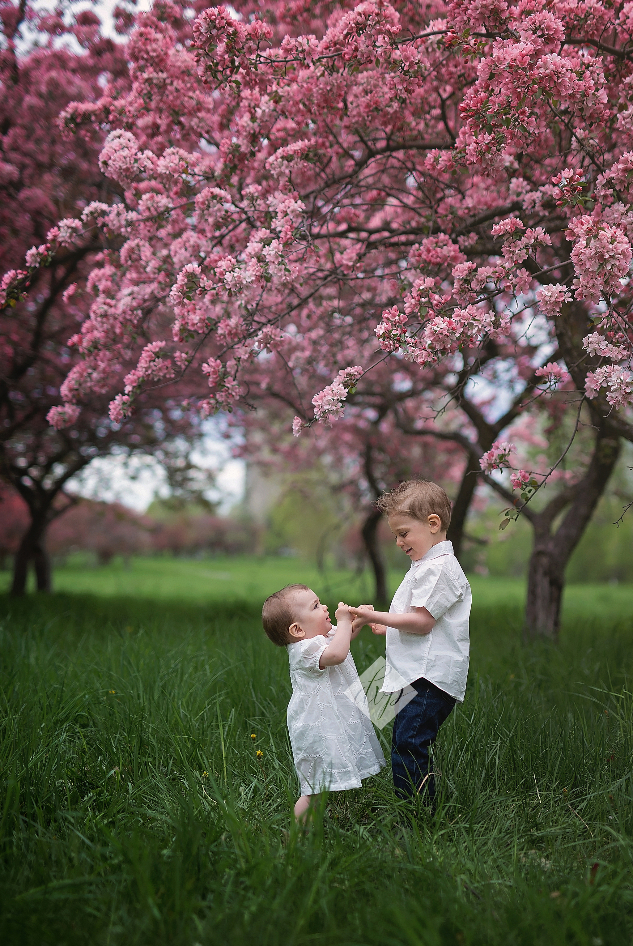 ottawa child photographer, ottawa family photographer, ottawa baby photographer, cherry blossoms