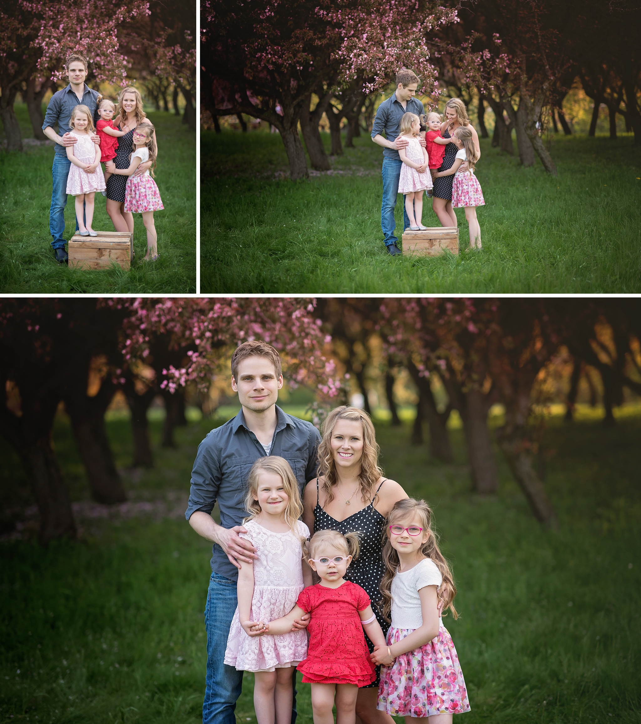 ottawa family photographer, spring photos, cherry blossoms
