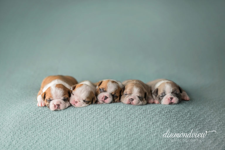 Ottawa Newborn Photographer | Puppies