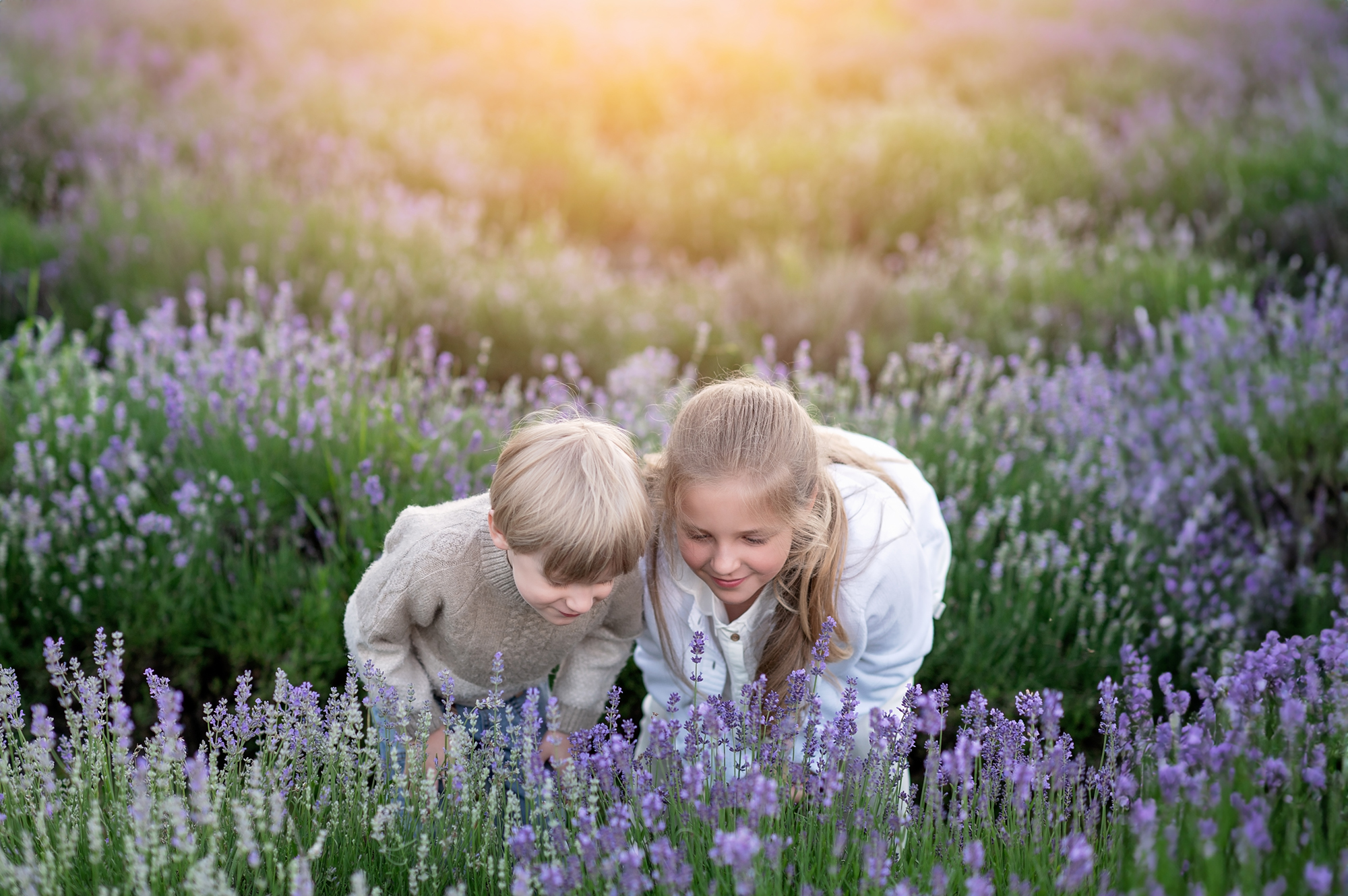 lavender field